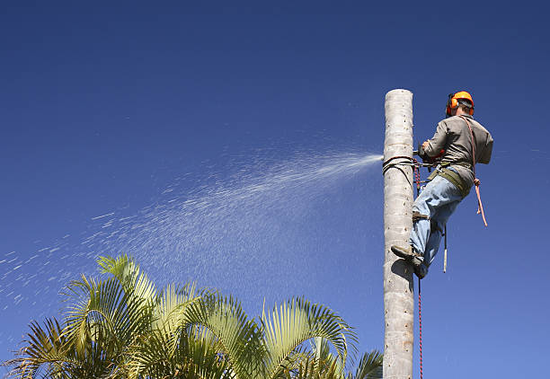 How Our Tree Care Process Works  in  Raymond, MS