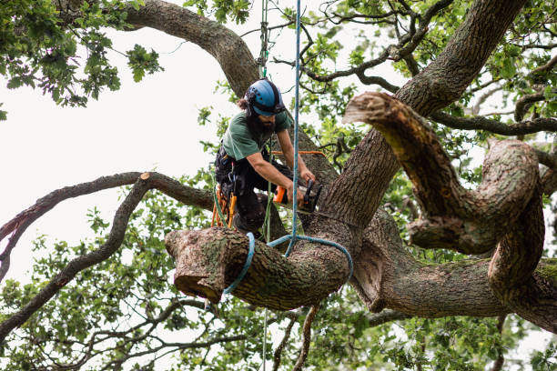 Best Root Management and Removal  in Raymond, MS