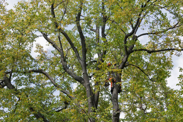 Raymond, MS Tree Services Company